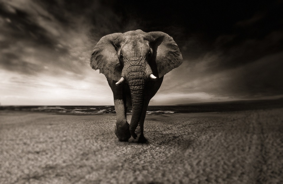 L'Éléphant, Noir Et Blanc, Animal, Afrique, Safari